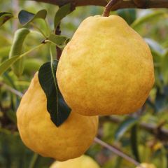 华丑梨产地直发软糯香甜应季新鲜水果