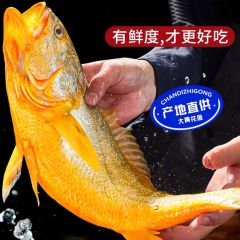 大黄鱼新鲜海鱼批发整条黄花鱼活冷冻